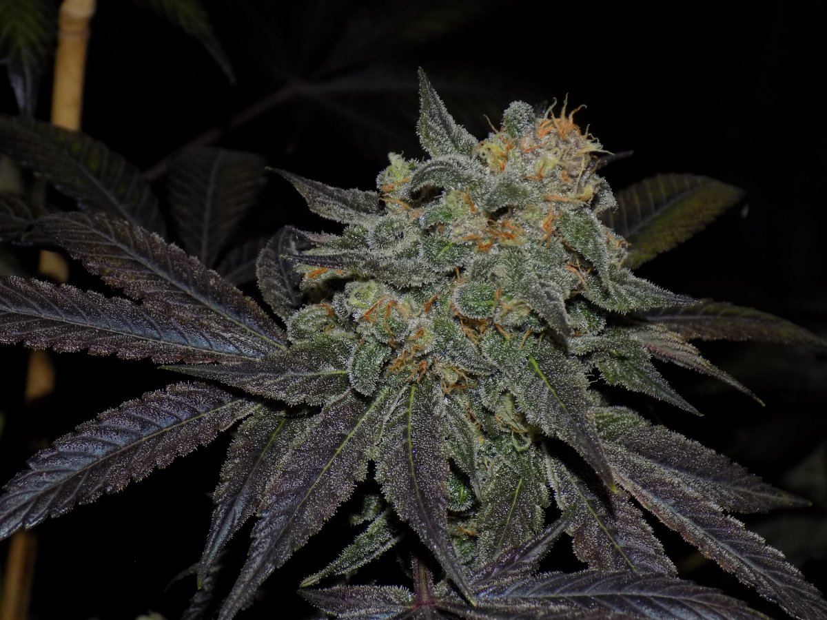 Bud 2