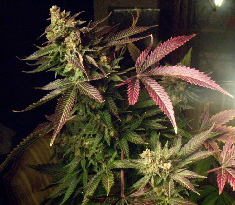Bud20pics20169 fuzzy fruit