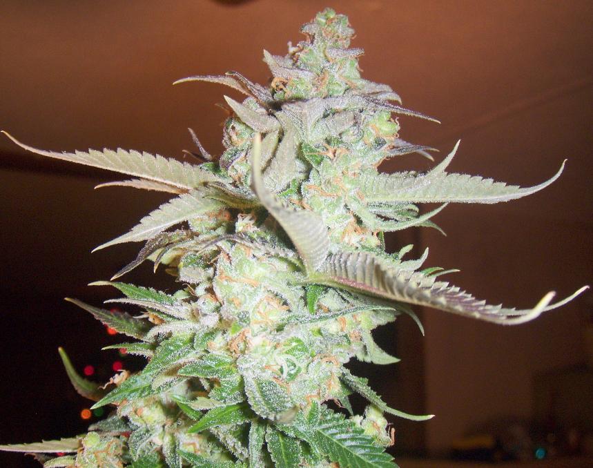 Bud20pics20182 fuzzy fruit