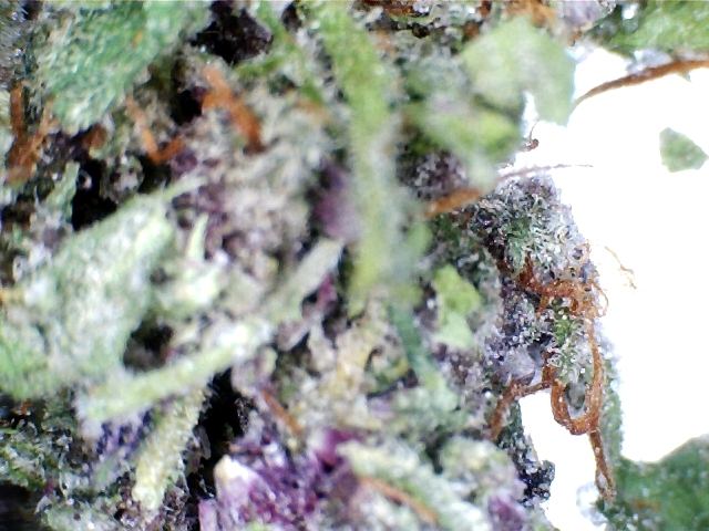 Bud 3