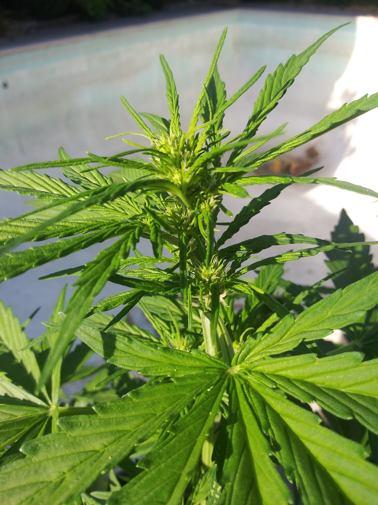 Bud boost yet first time grower question 2