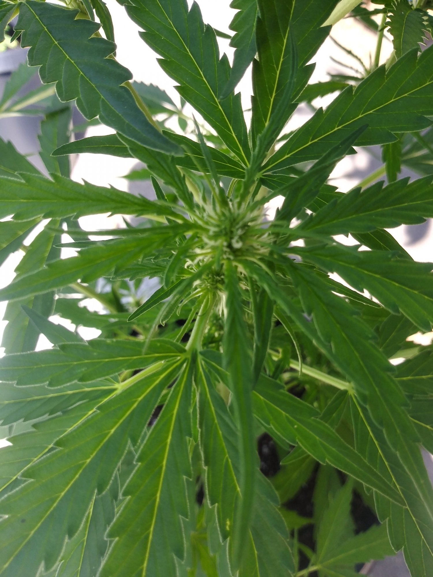 Bud boost yet first time grower question 4