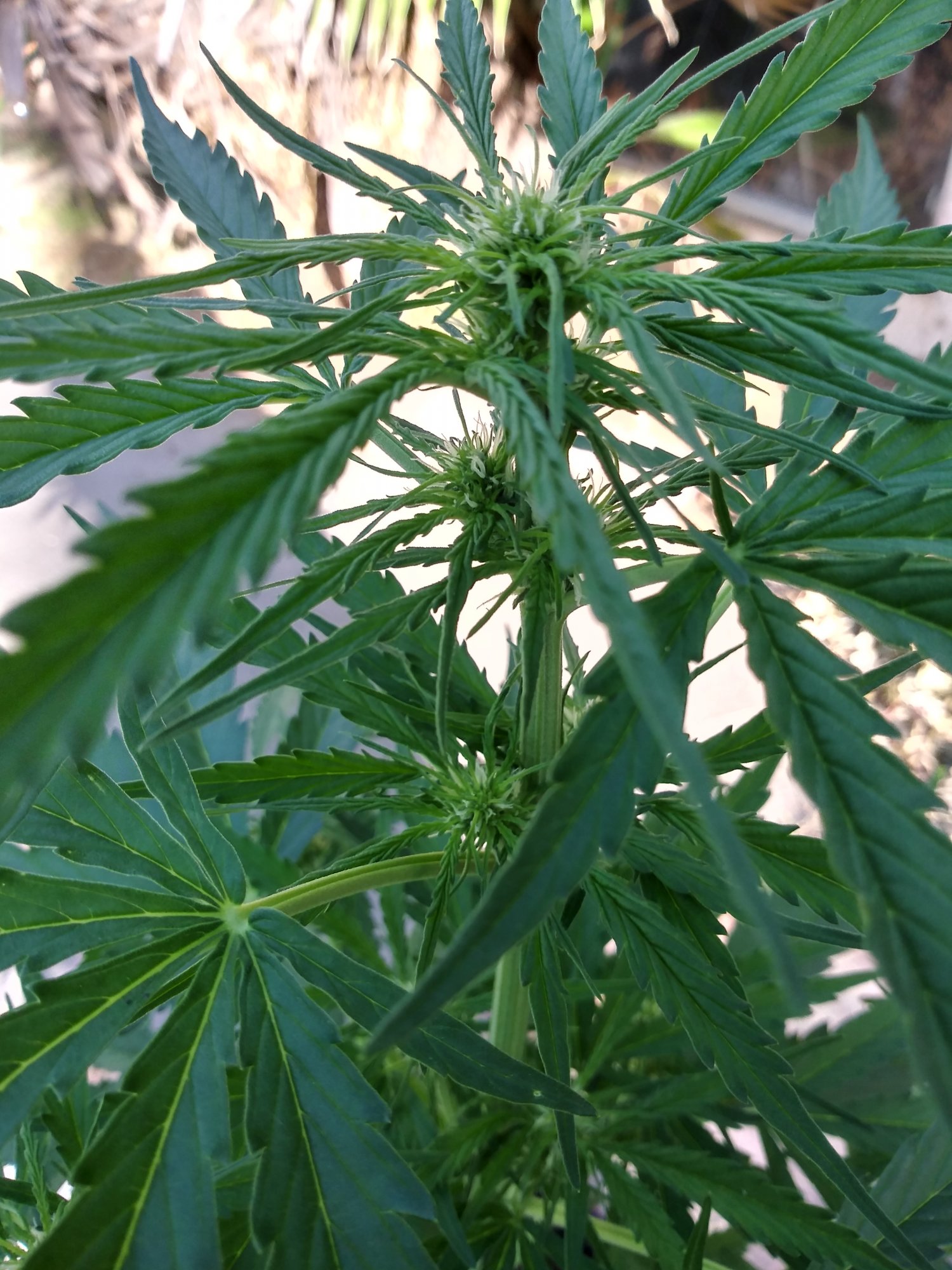 Bud boost yet first time grower question