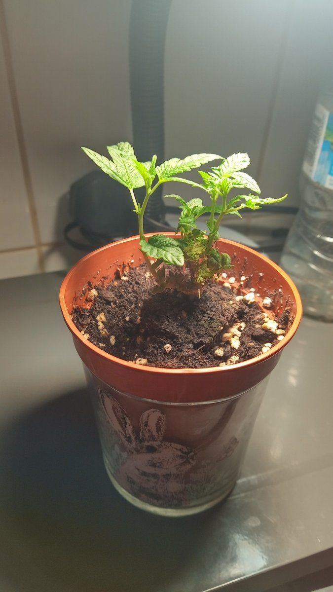 Bud clone
