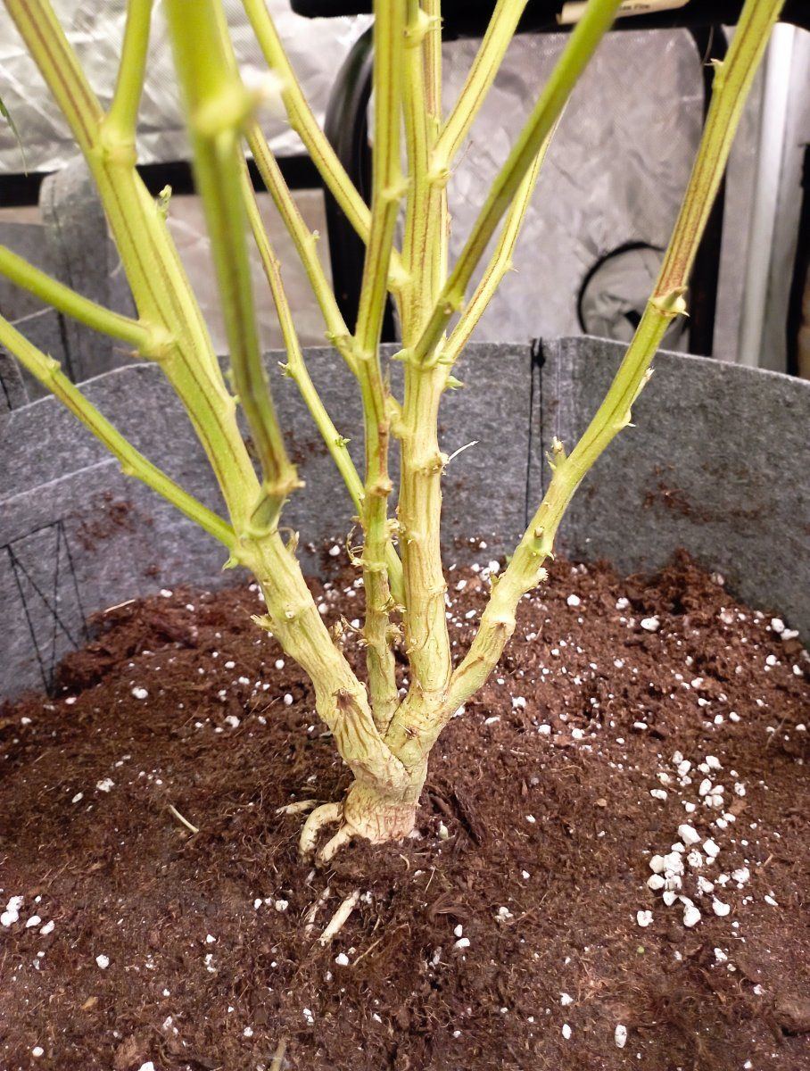Bud clone