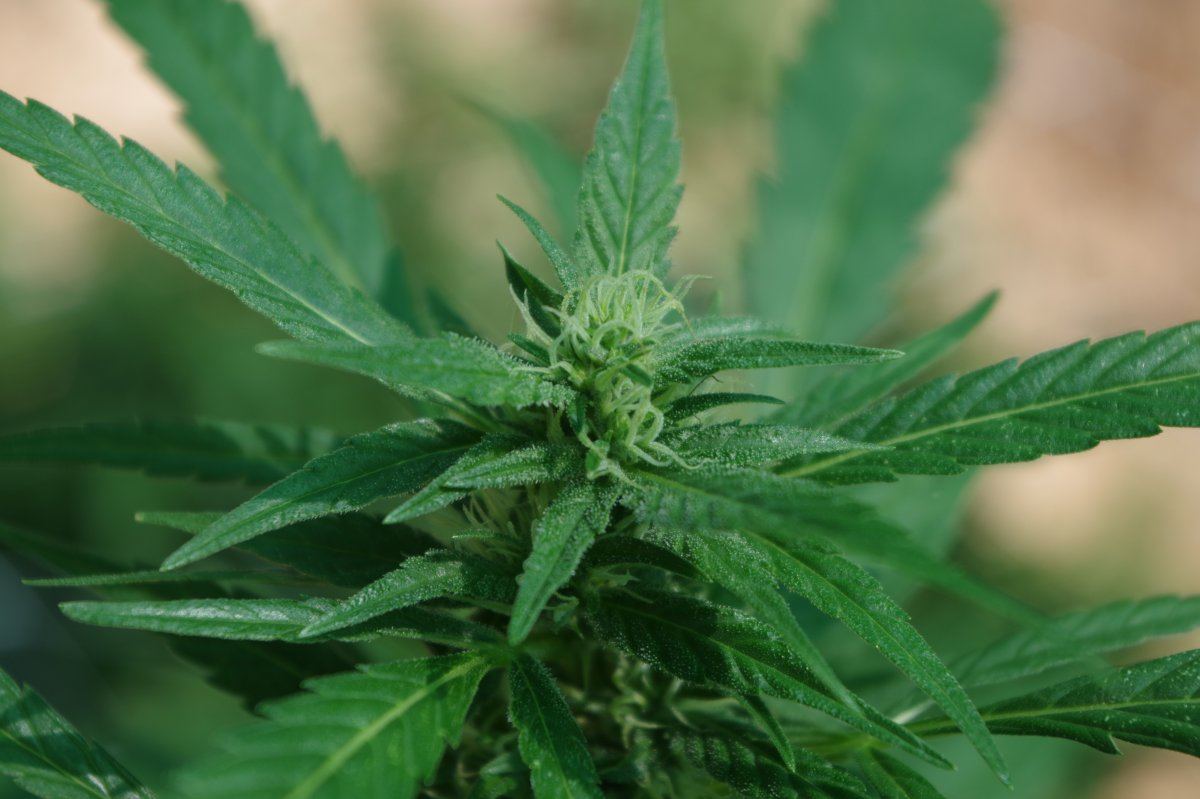 Bud Closeup 225 08 23 2017