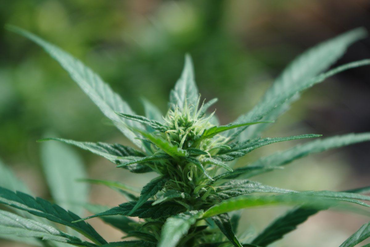 Bud Closeup 288 08 23 2017