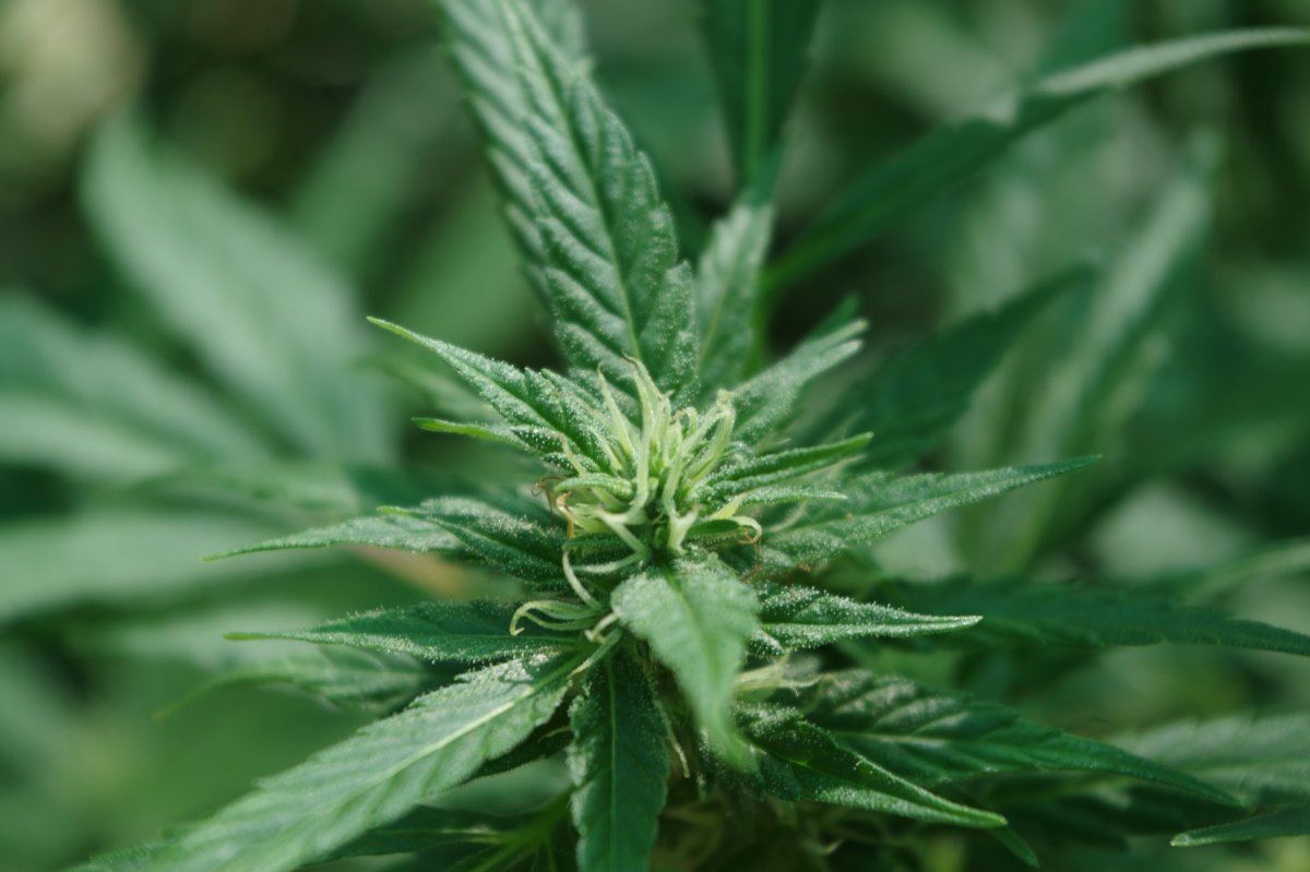 Bud Closeup 313 08 23 2017