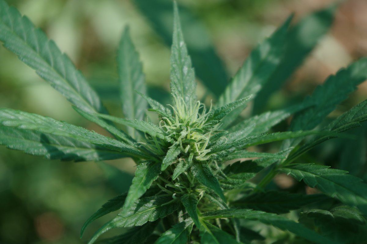 Bud Closeup 337 08 23 2017