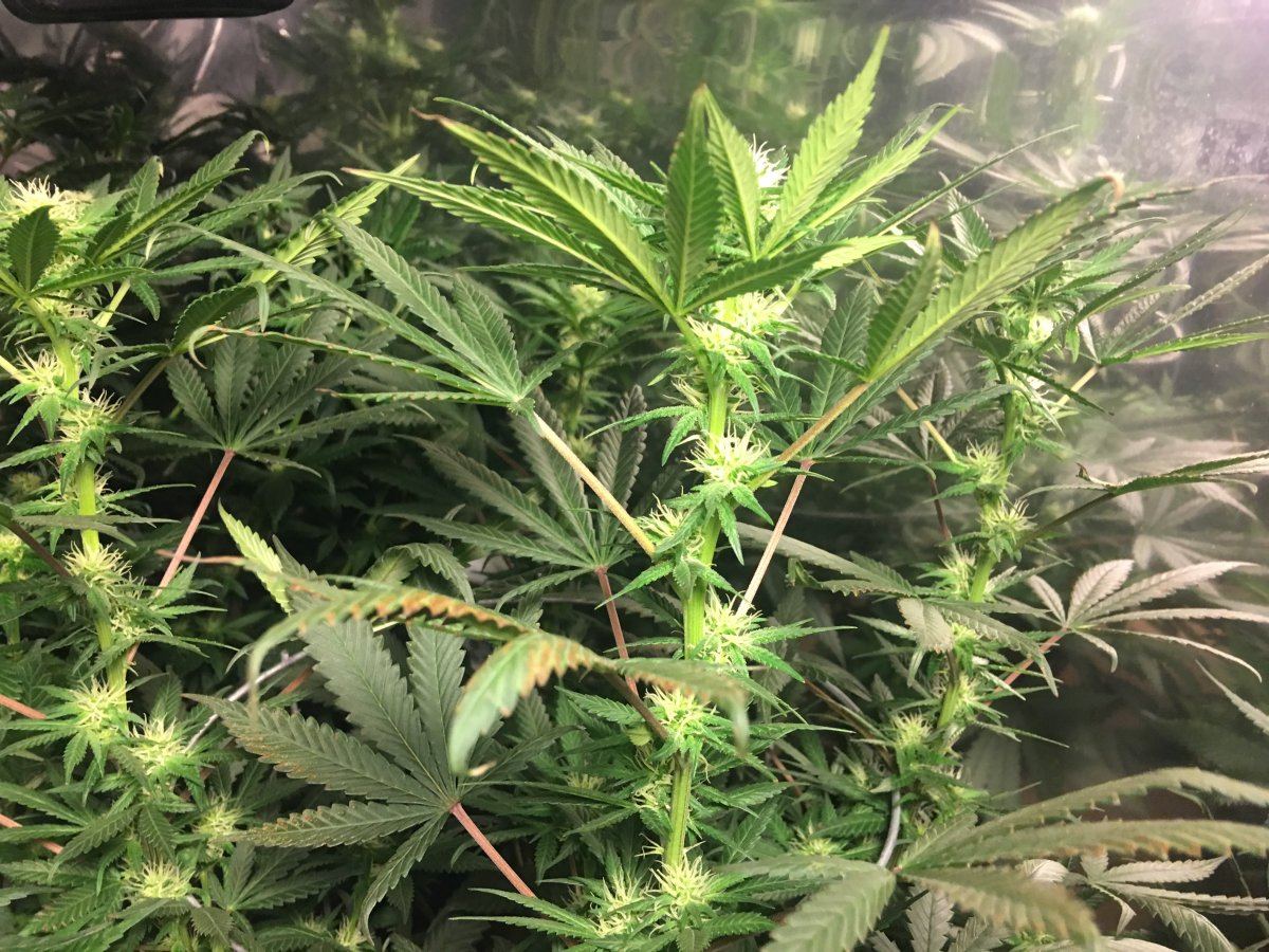 Bud formation question 2