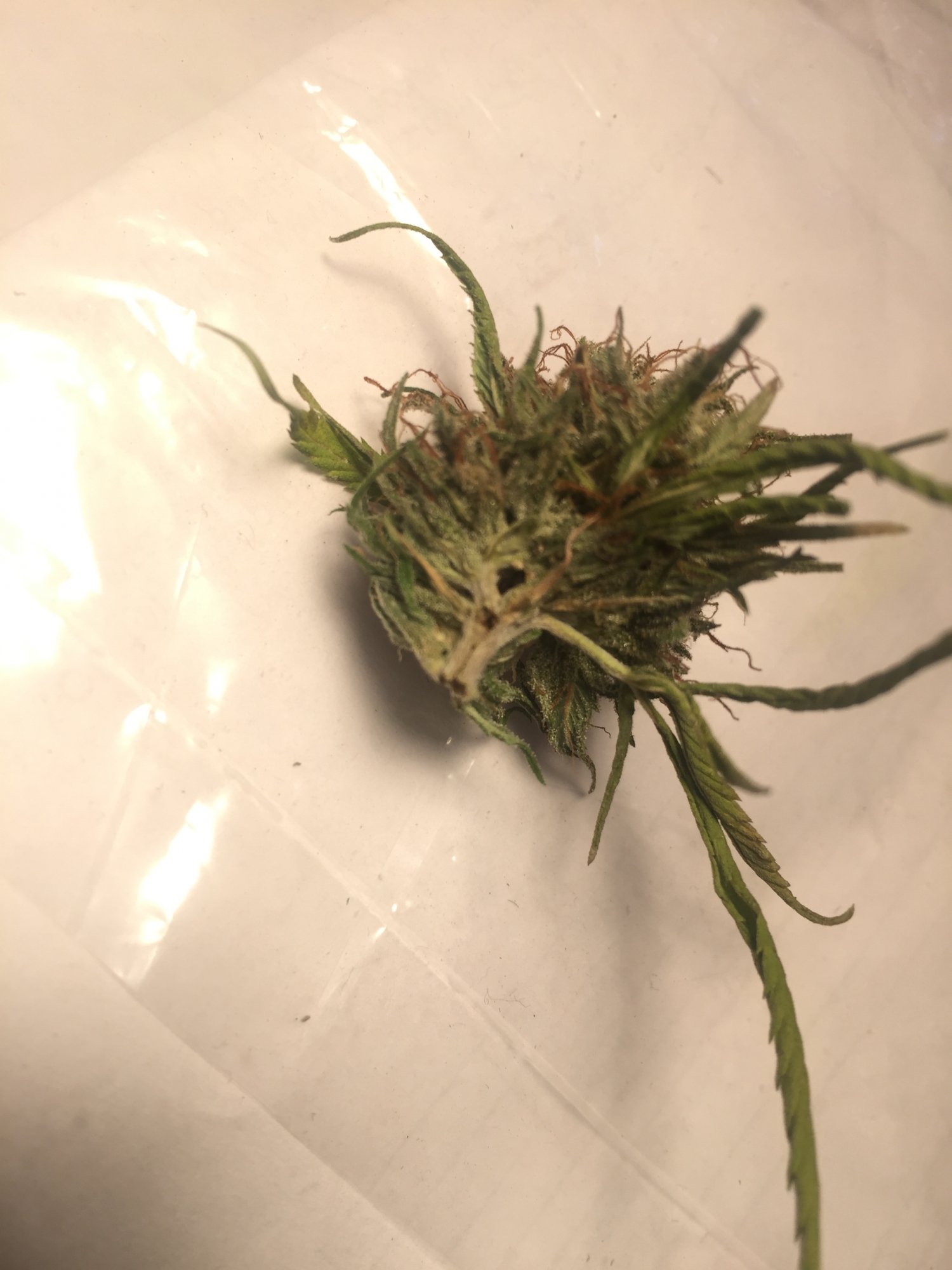 Bud hole 2