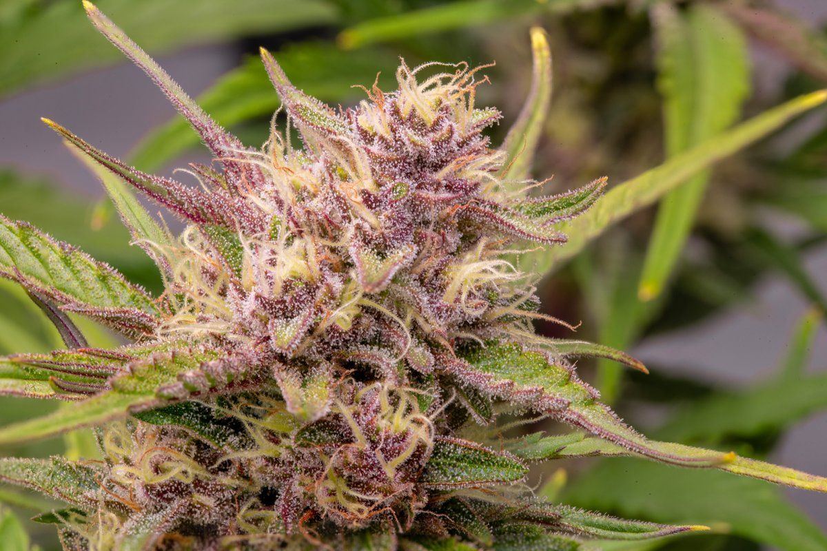Bud Image 03.jpg
