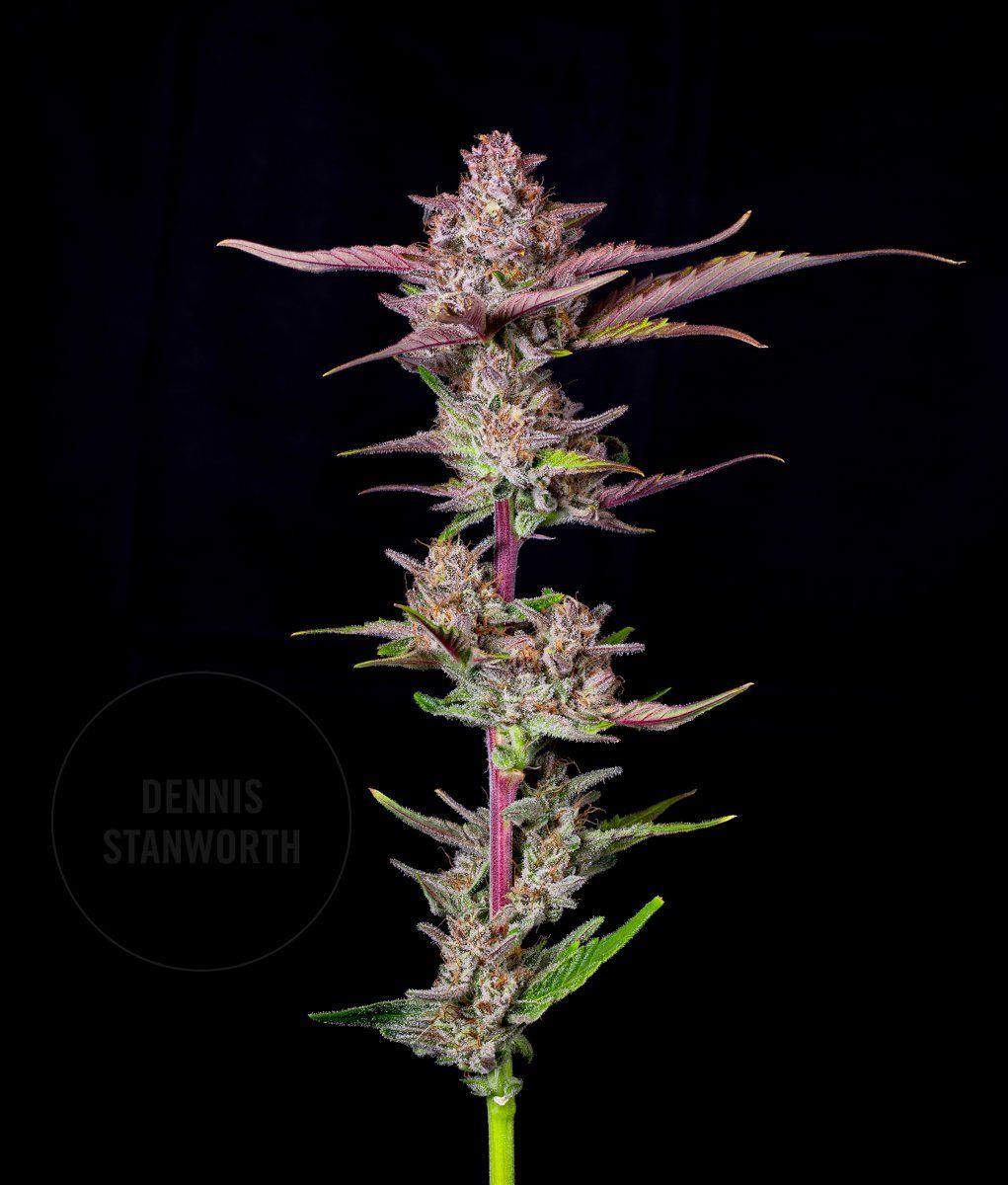 Bud image 04