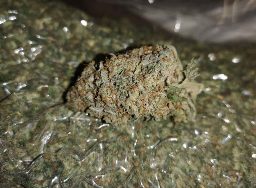 Bud