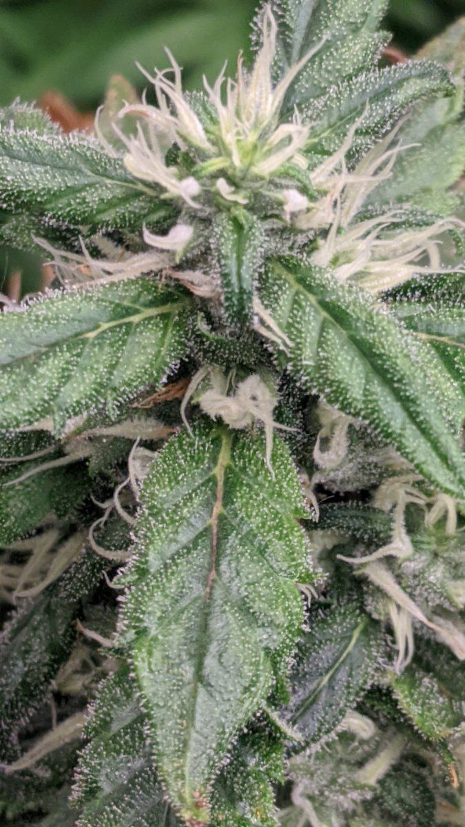 Bud