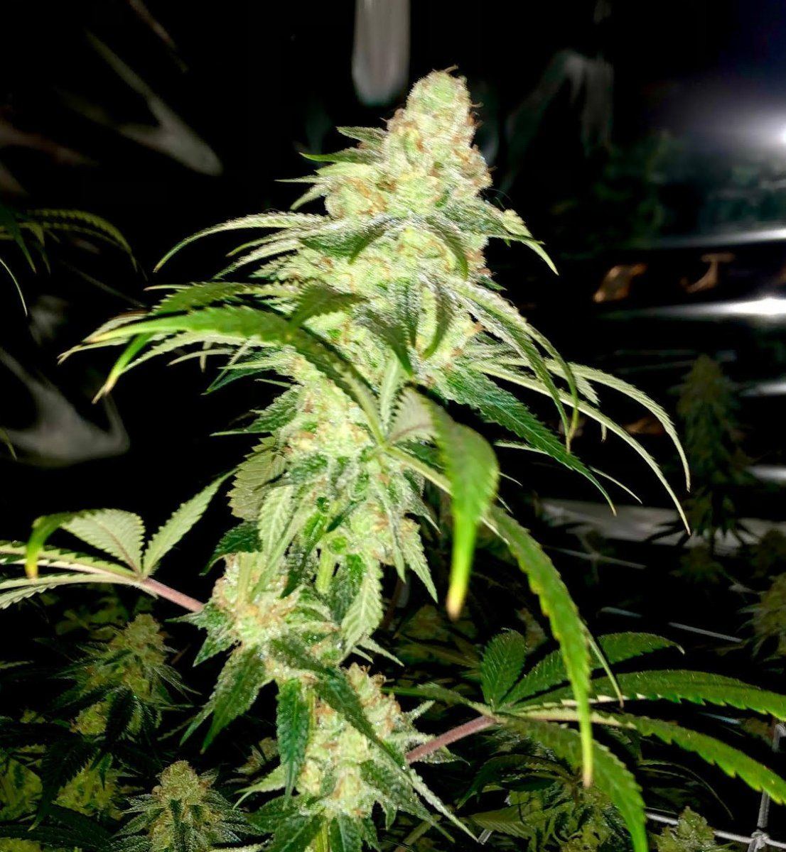 Bud