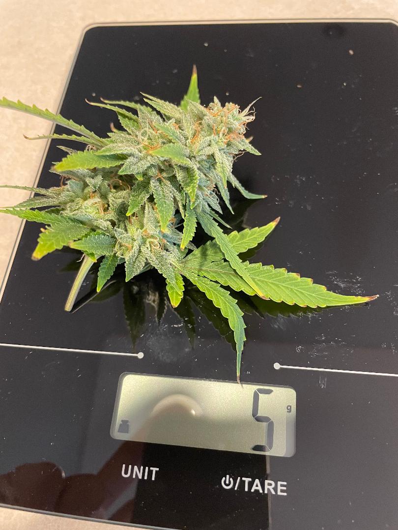 Bud