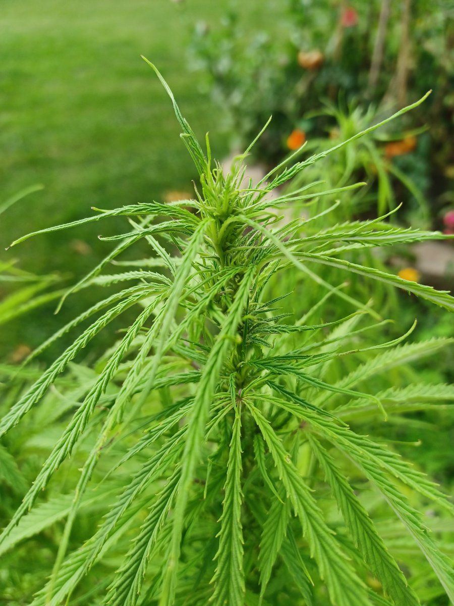 Bud