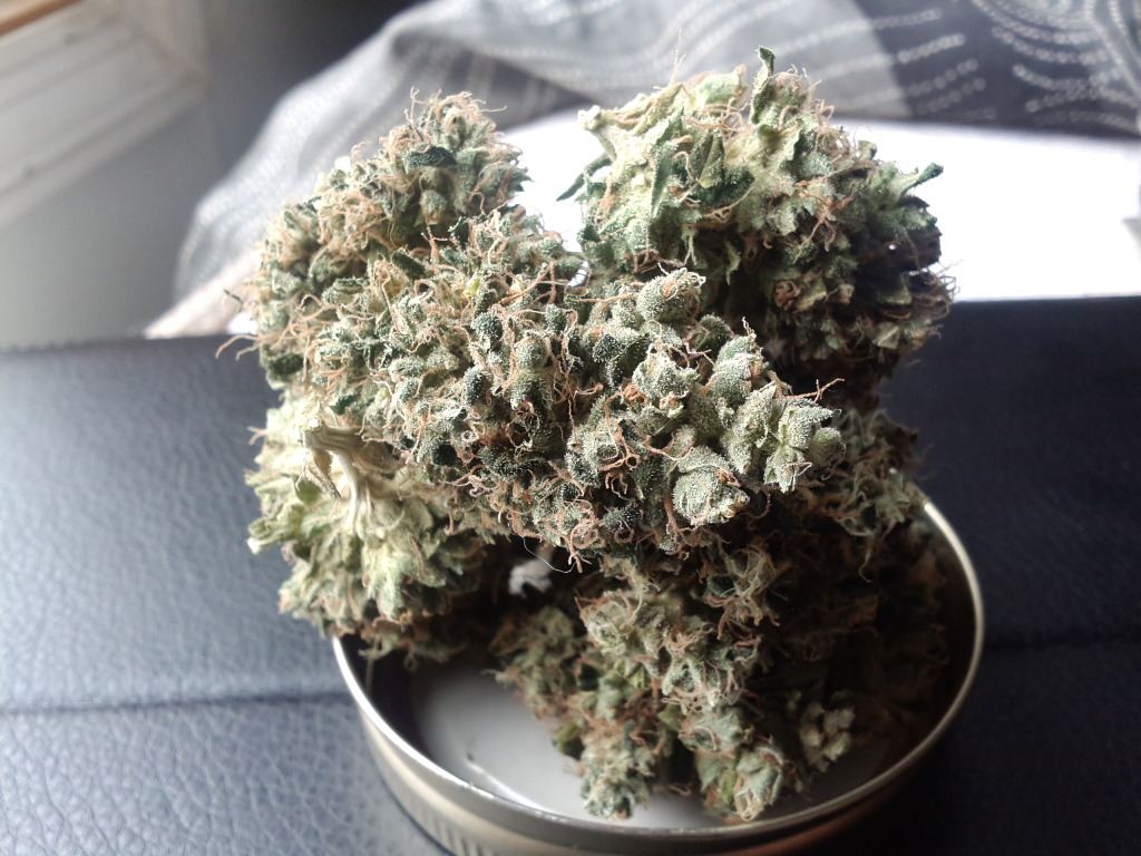 Bud