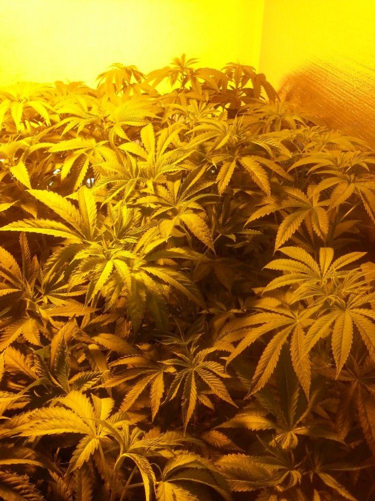 Bud
