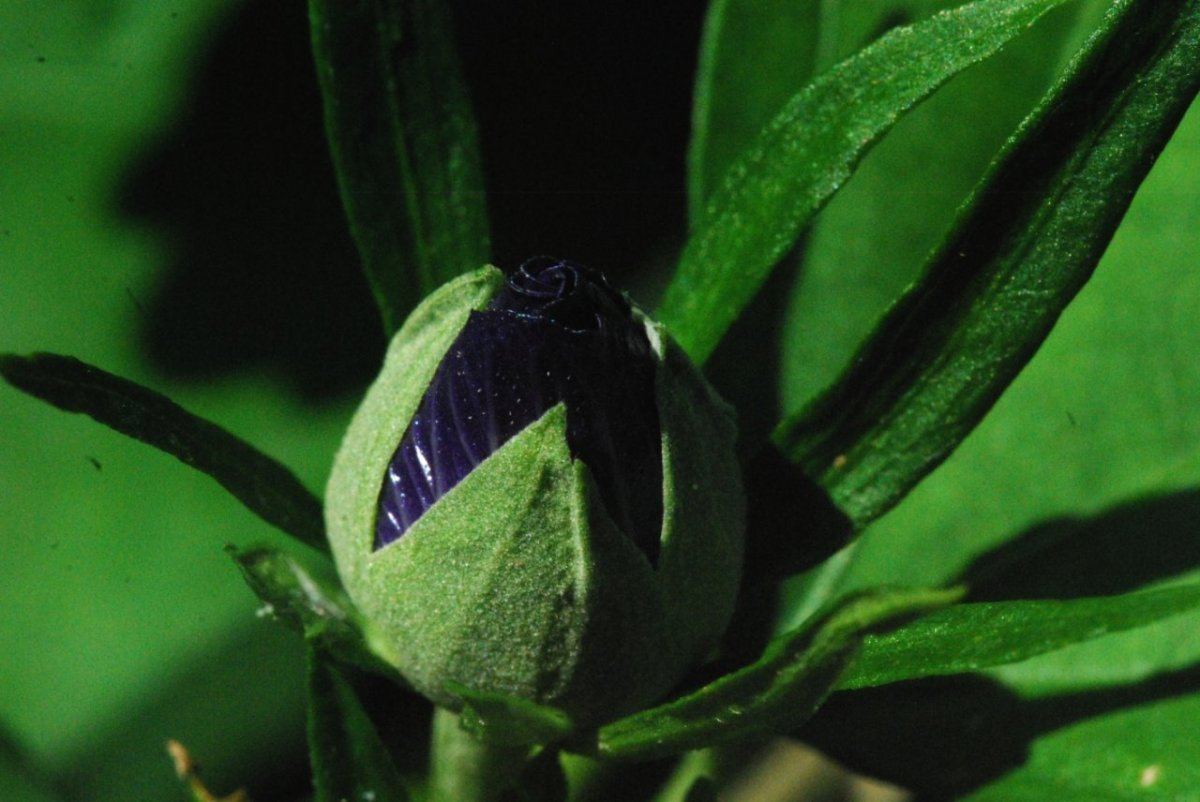 Bud