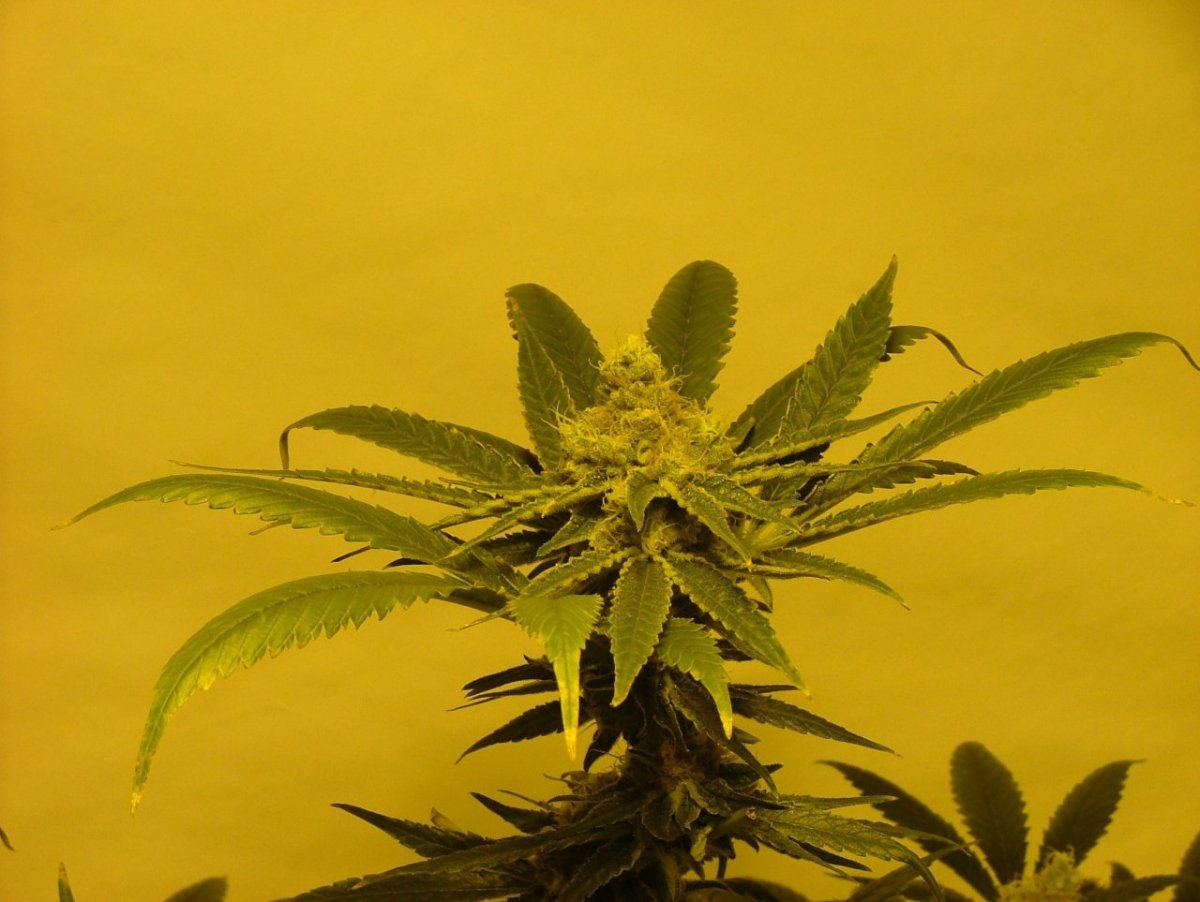 Bud