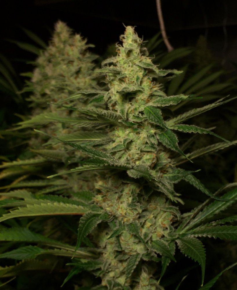Bud