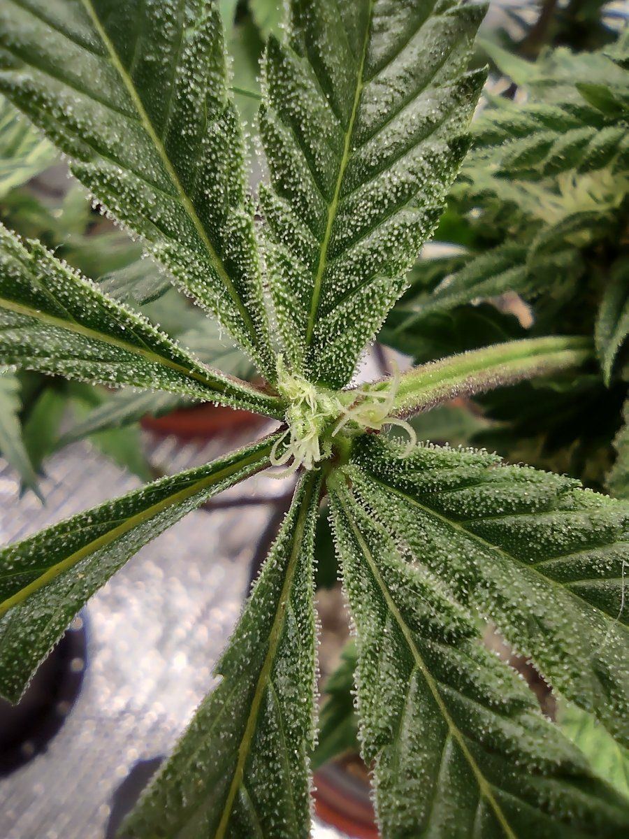 Bud on center of fan leaf