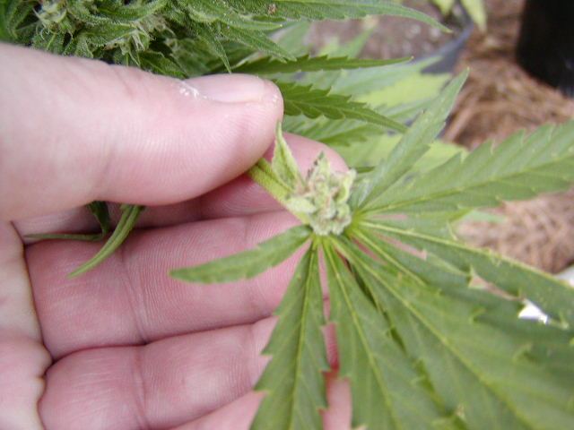 Bud on leaf
