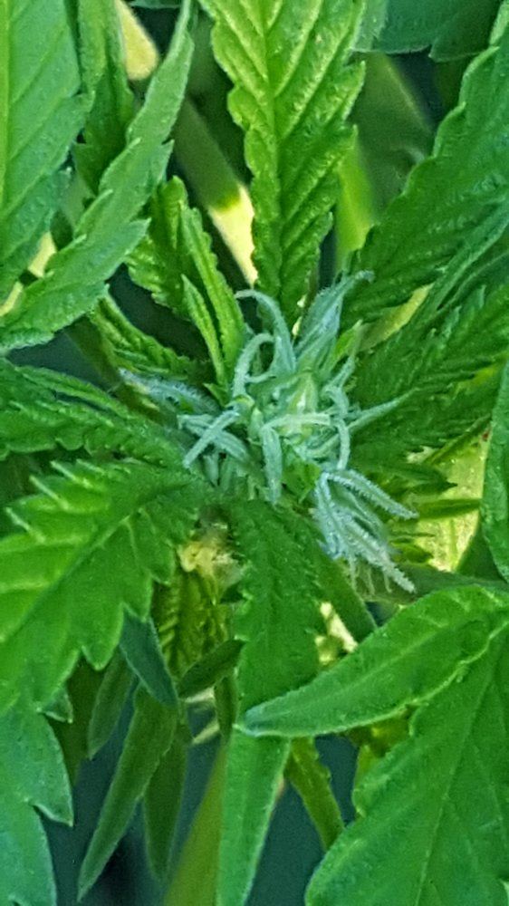 Bud phase week 1 day 7