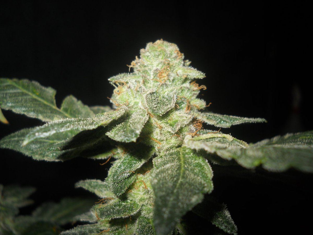 Bud pics 042