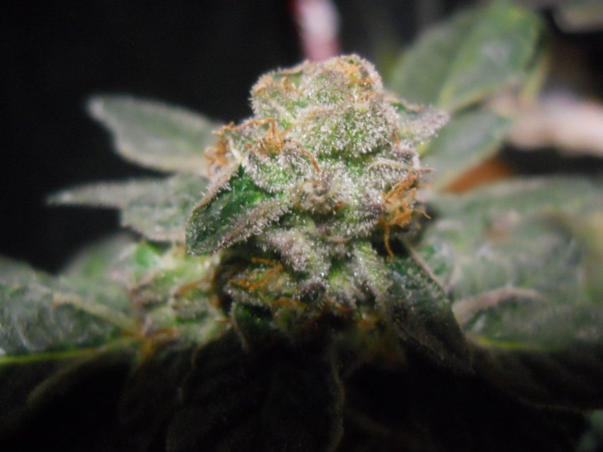Bud pics 048