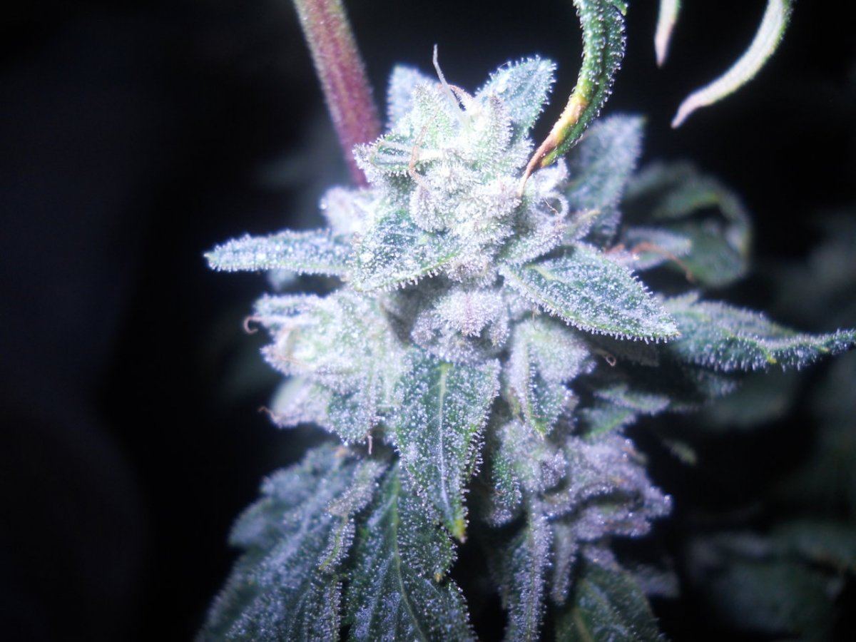 Bud pics 061