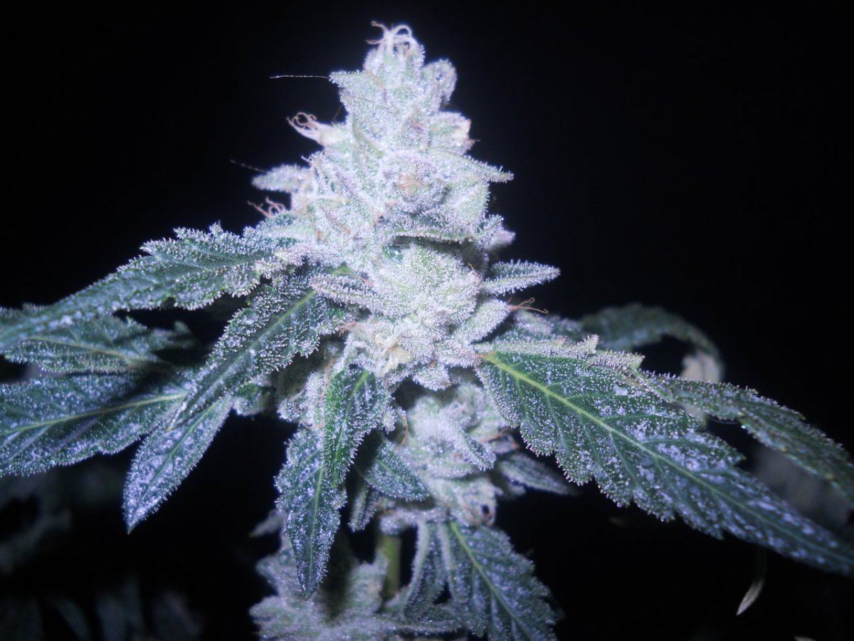 Bud pics 064