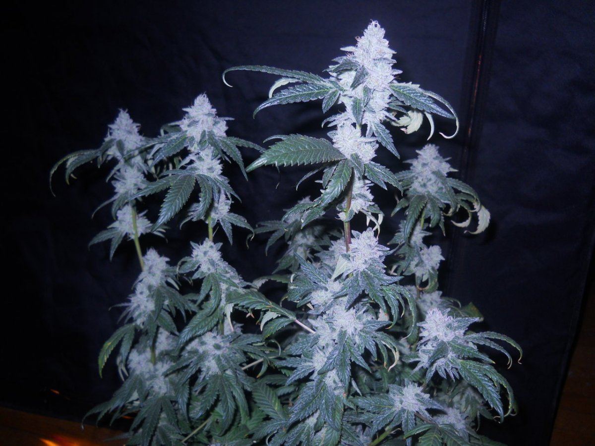 Bud pics 068