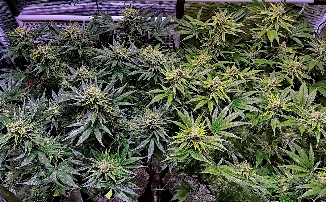 Bud