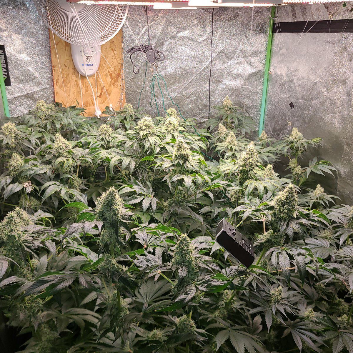 Bud porn time whatcha got growing 3