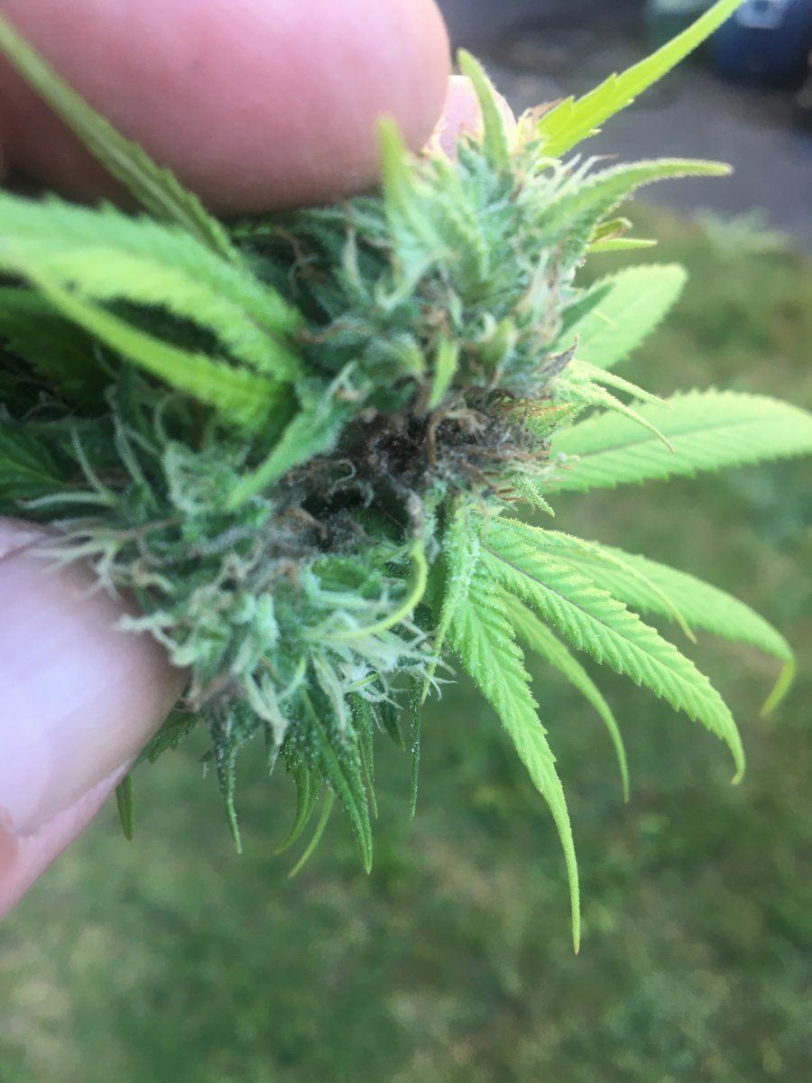Bud rot cut the bud or harvest