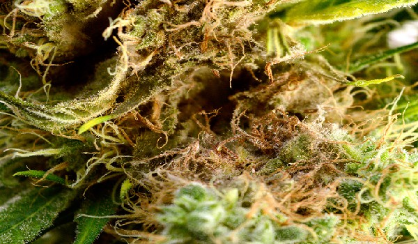 Bud rot