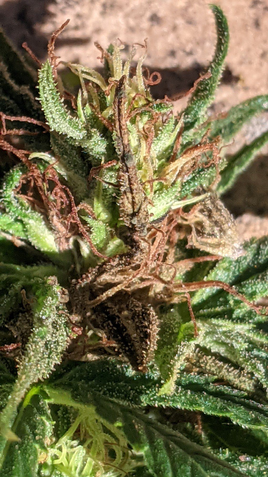 Bud rot maybe