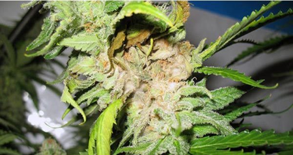 Bud rot on marijuana plants 2 1 600x317