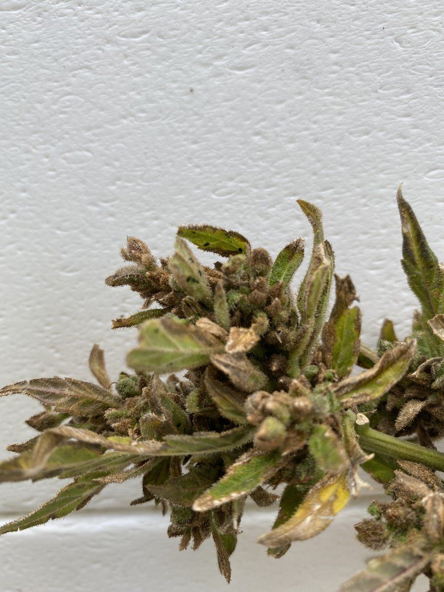 Bud rot or mature flower 2