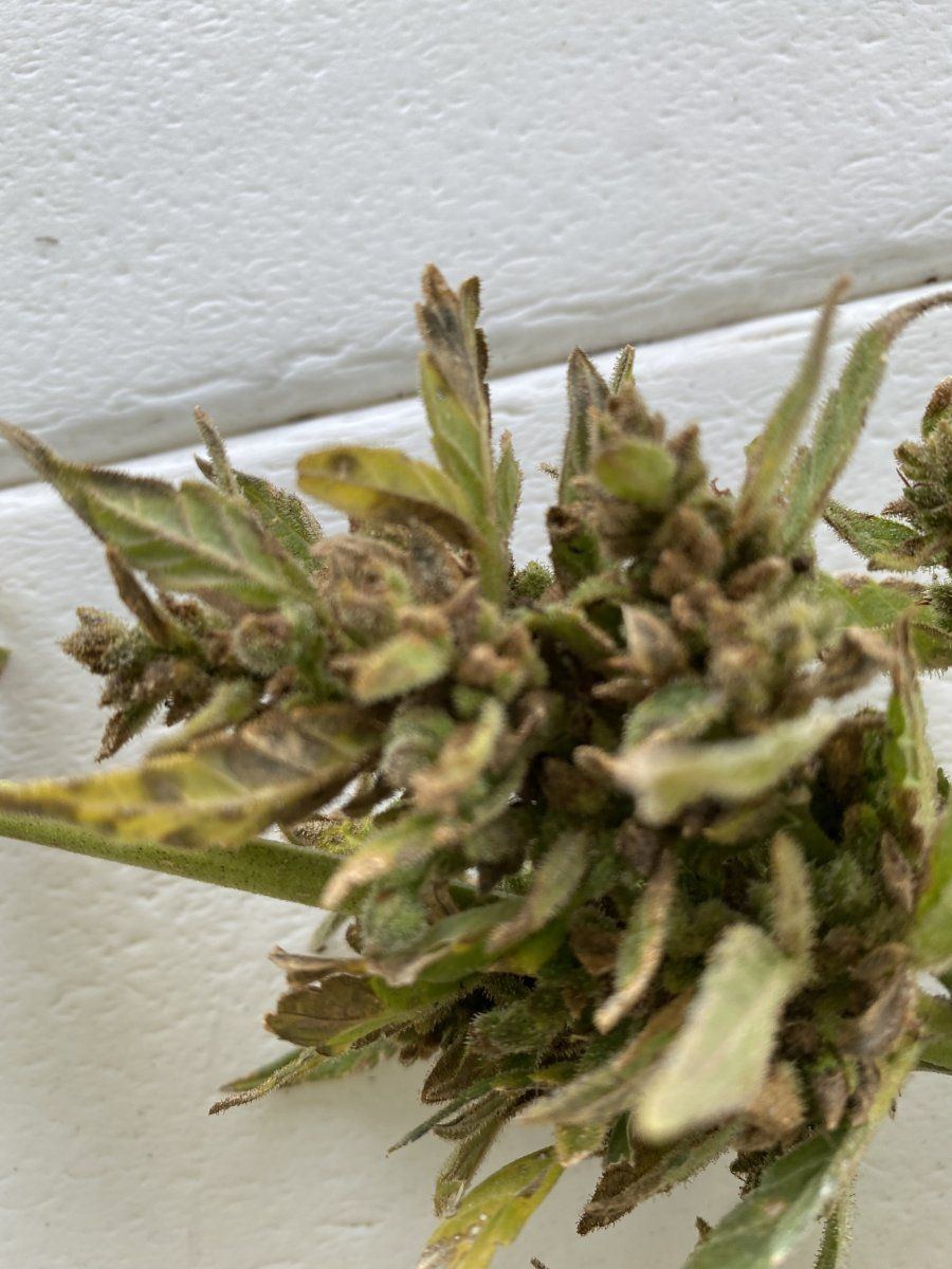 Bud rot or mature flower