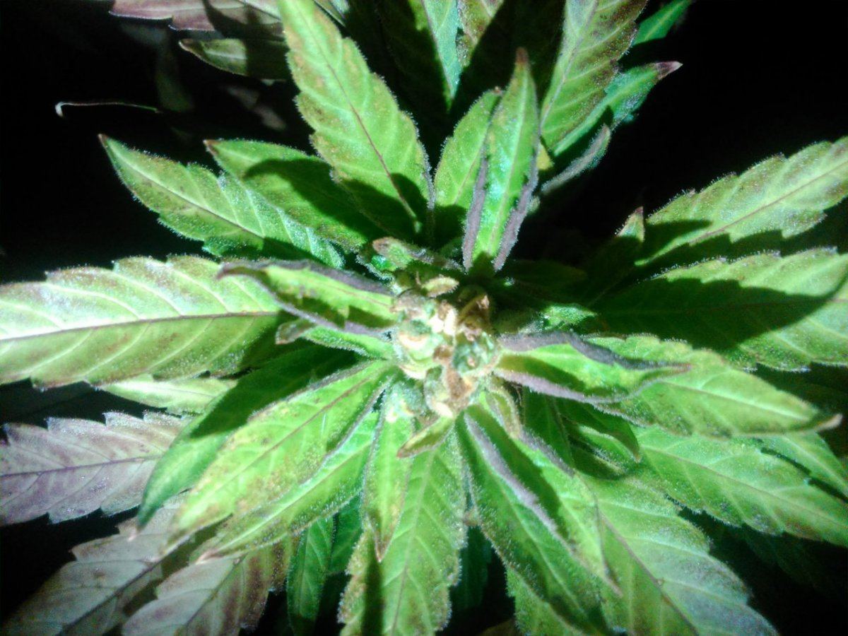 Bud rot or not 2
