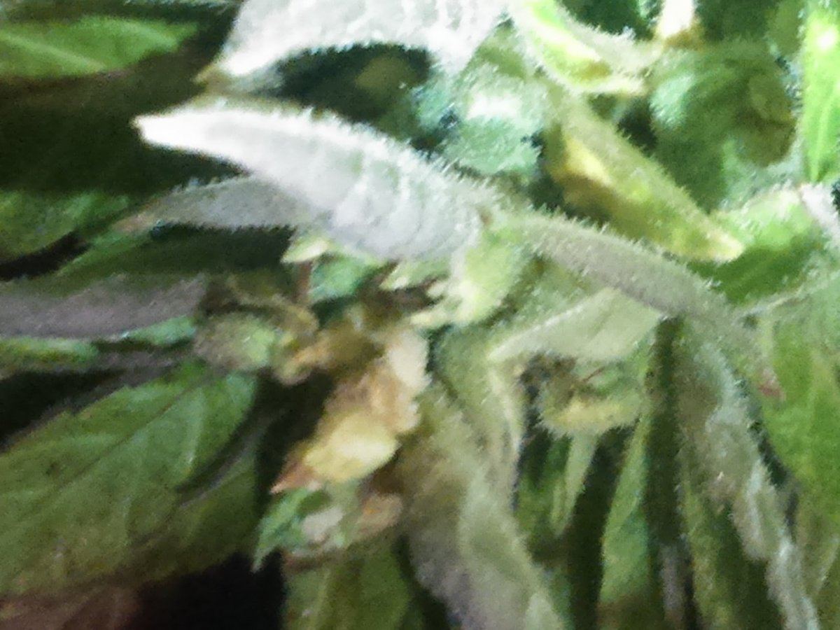 Bud rot or not
