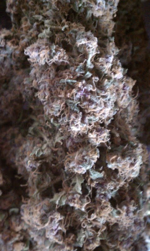 Bud shot 2