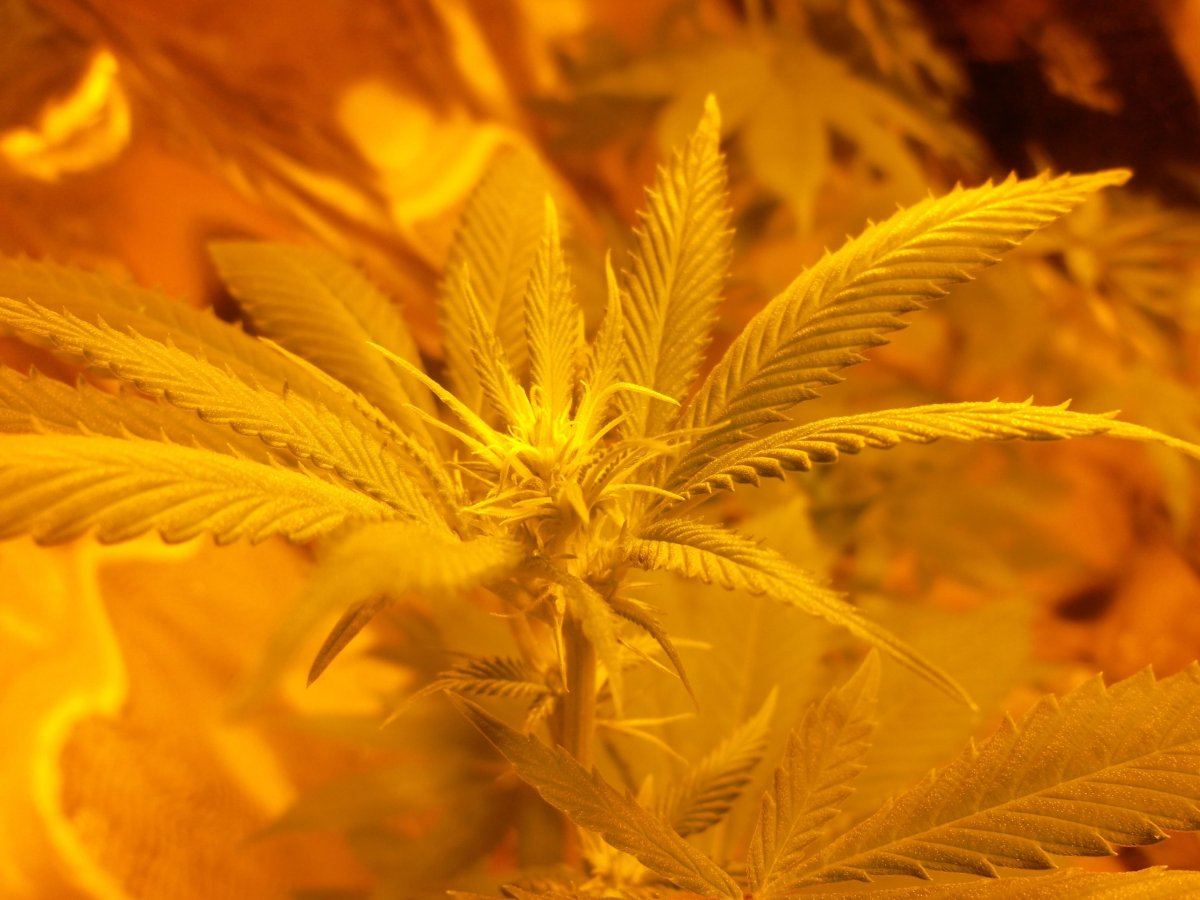 Bud shot
