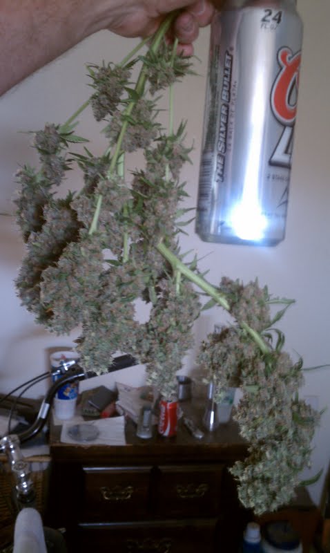Bud shot