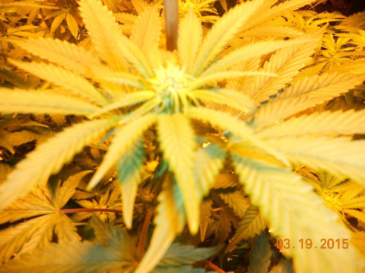 Bud shots 001