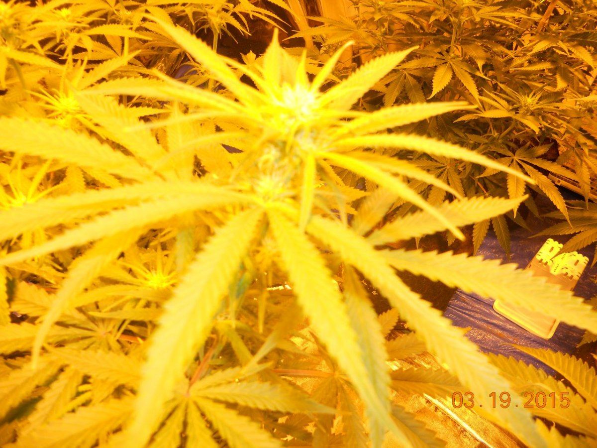 Bud shots 002